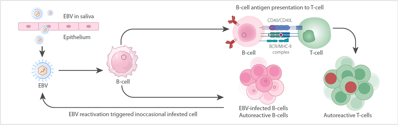 mechanism-ebv-infection