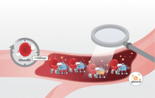 Understanding HbA1c with the Life Cycle of a Red Blood Cell 